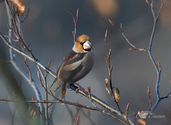 Hawfinch (Coccothraustes coccothraustes)