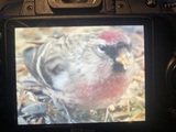 Gråsisik (Carduelis flammea)