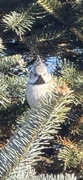 Toppmeis (Lophophanes cristatus)