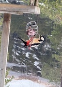 Great Spotted Woodpecker (Dendrocopos major)