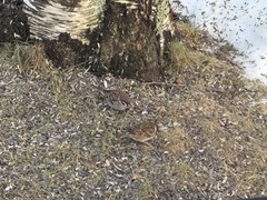 Eurasian Tree Sparrow (Passer montanus)