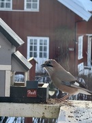 Nøtteskrike (Garrulus glandarius)
