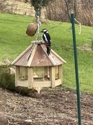 Great Spotted Woodpecker (Dendrocopos major)
