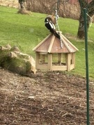 Great Spotted Woodpecker (Dendrocopos major)