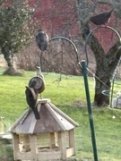 Stær (Sturnus vulgaris)