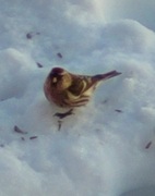 House Sparrow (Passer domesticus)