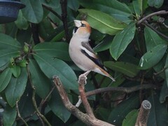 Hawfinch (Coccothraustes coccothraustes)