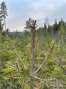 Moose (Alces alces)