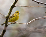 Gulspurv (Emberiza citrinella)