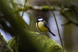 Kjøttmeis (Parus major)