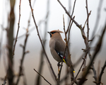 Sidensvans (Bombycilla garrulus)