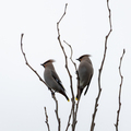 Sidensvans (Bombycilla garrulus)