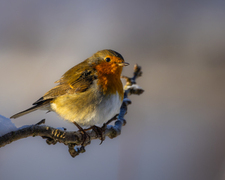 Robin (Erithacus rubecula)