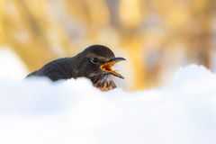 Common Blackbird (Turdus merula)