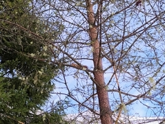 Eurasian Red Squirrel (Sciurus vulgaris)