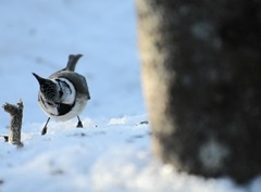Toppmeis (Lophophanes cristatus)