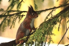 Eurasian Red Squirrel (Sciurus vulgaris)