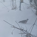 Ringdue (Columba palumbus)