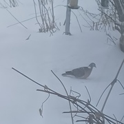 Wood Pigeon (Columba palumbus)