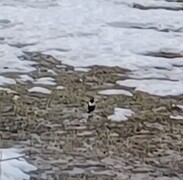 Ring Ouzel (Turdus torquatus)