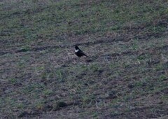 Ring Ouzel (Turdus torquatus)