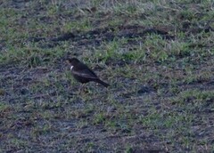 Ring Ouzel (Turdus torquatus)