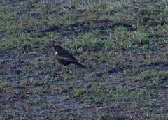 Ringtrost (Turdus torquatus)