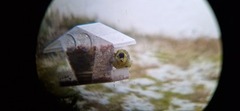Eurasian Siskin (Spinus spinus)