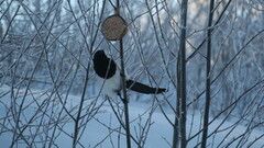 Eurasian Magpie (Pica pica)