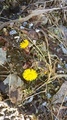 Hestehov (Tussilago farfara)