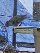 Stær (Sturnus vulgaris)