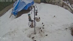 Great Tit (Parus major)