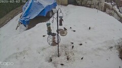Great Tit (Parus major)