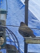 Stær (Sturnus vulgaris)