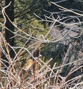 Robin (Erithacus rubecula)