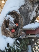 Nøtteskrike (Garrulus glandarius)