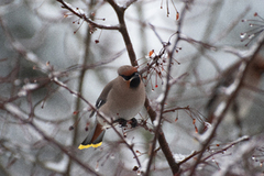 Bohemian Waxwing (Bombycilla garrulus)