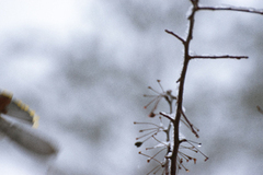 Bohemian Waxwing (Bombycilla garrulus)