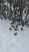 House Sparrow (Passer domesticus)