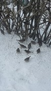 Gråspurv (Passer domesticus)