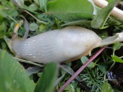 European black slug (Arion ater)