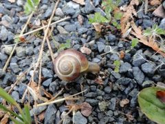 White-lipped Gardensnail (Cepaea hortensis)