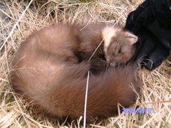 Pine Marten (Martes martes)