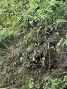 Hedgehog (Erinaceus europaeus)