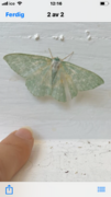 Large Emerald (Geometra papilionaria)