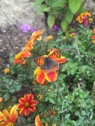 Ildgullvinge (Lycaena phlaeas)