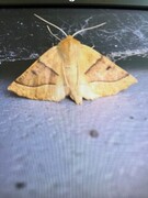 Bølgemåler (Crocallis elinguaria)