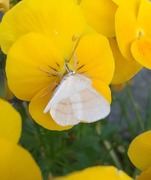 Hvit sankthansmåler (Cabera pusaria)