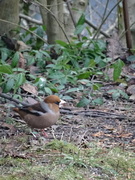Hawfinch (Coccothraustes coccothraustes)