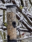 European Goldfinch (Carduelis carduelis)